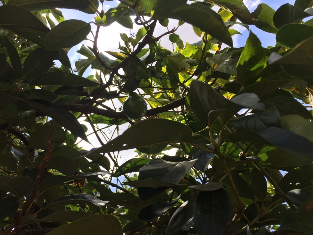 f:id:bashi1111:20180501093852j:plain f:id:bashi1111:20180501093852j:plain