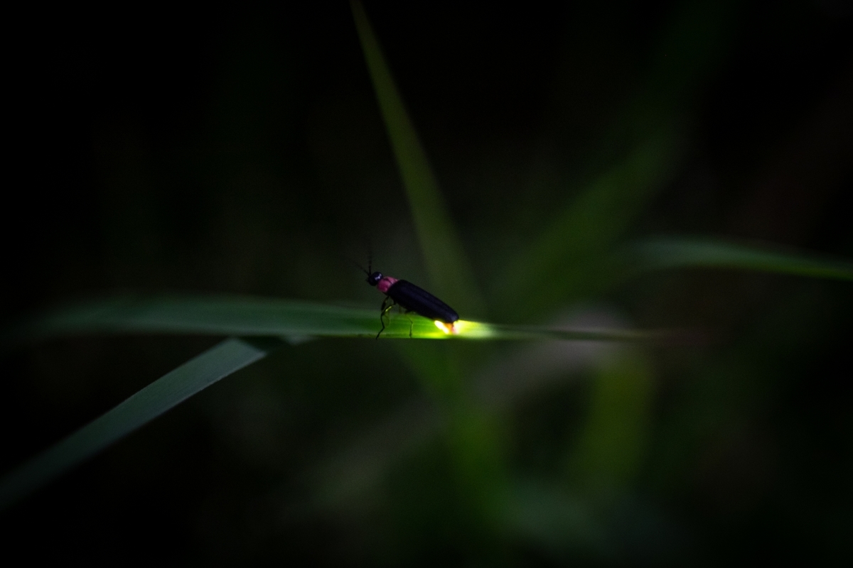 f:id:basho100:20210408123733j:plain