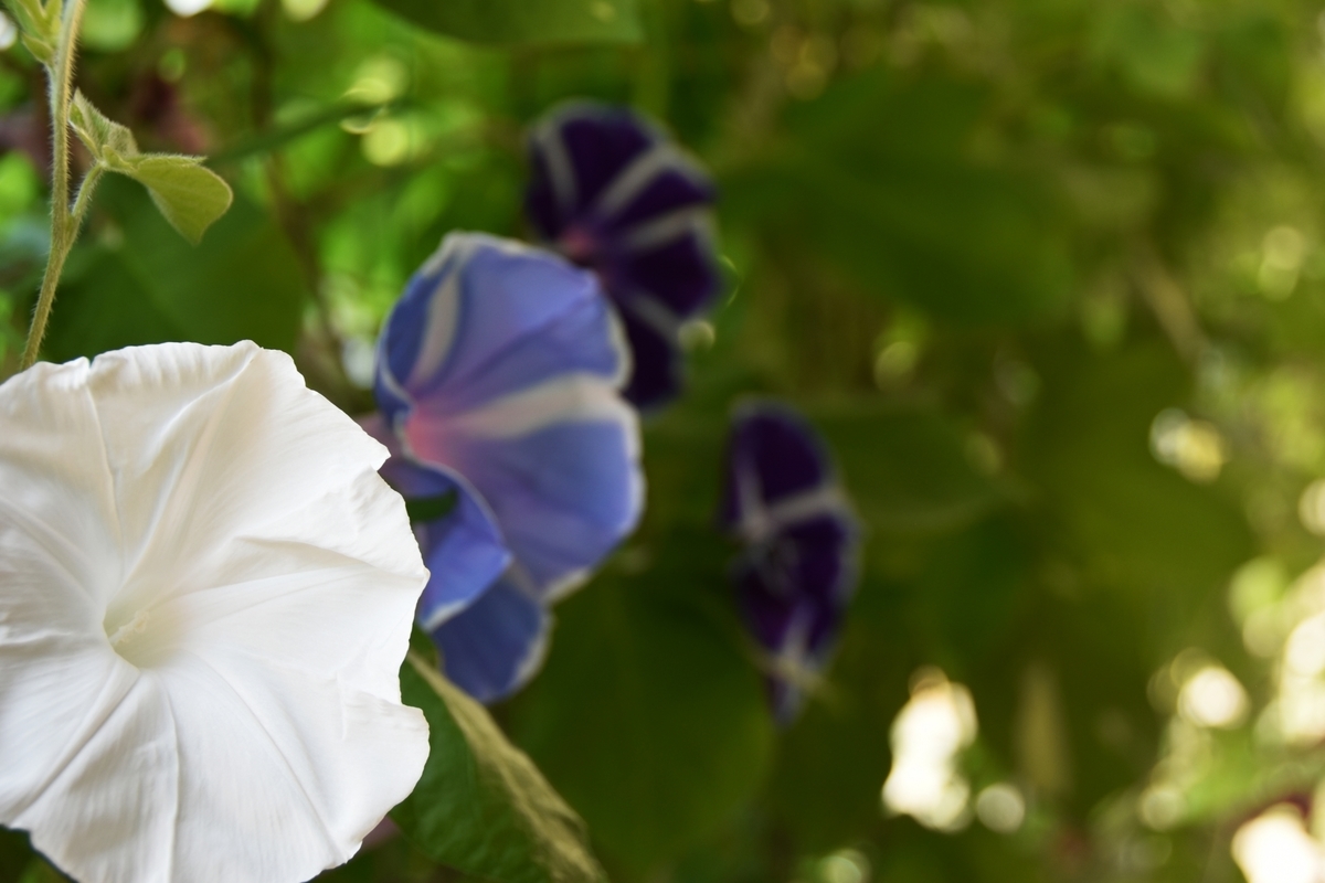 f:id:basho100:20210425120441j:plain