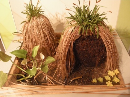 やちぼうず 釧路市湿原展望台