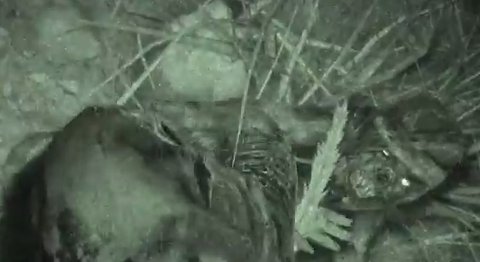 f:id:basiliskos:20170428040048j:plain