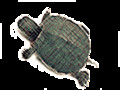 [turtle]