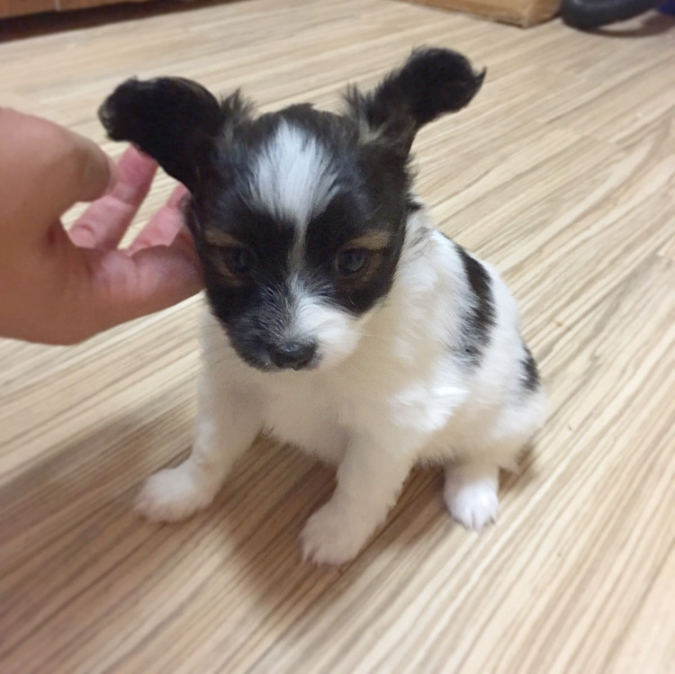 f:id:bass-inu:20170925190606j:plain f:id:bass-inu:20170925190606j:plain