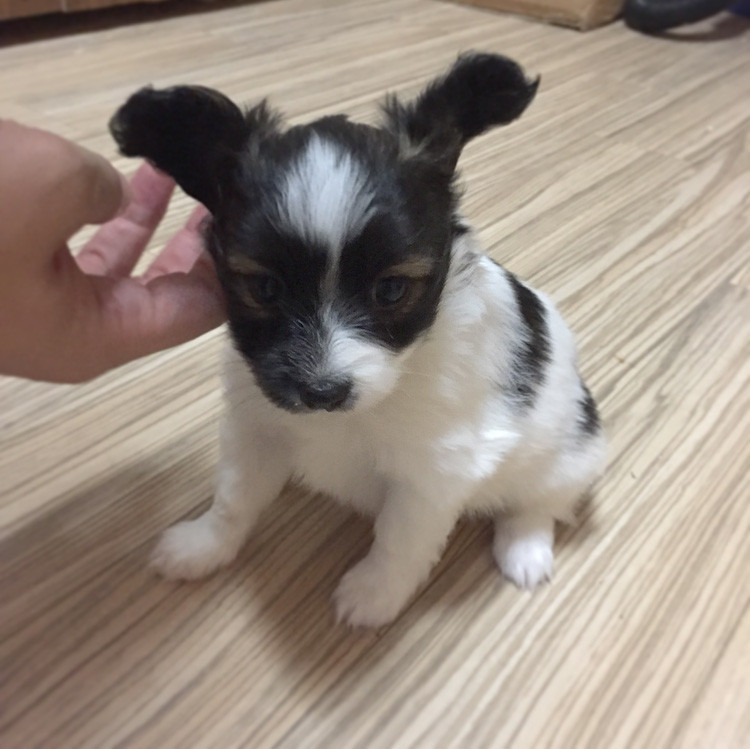 f:id:bass-inu:20170925190607j:plain f:id:bass-inu:20170925190607j:plain