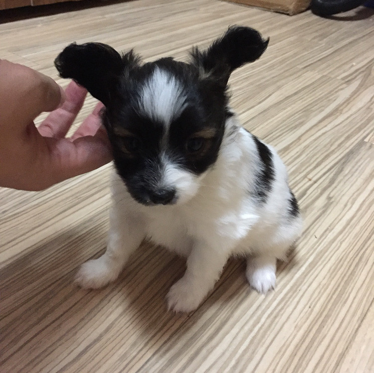 f:id:bass-inu:20170925190609j:plain f:id:bass-inu:20170925190609j:plain