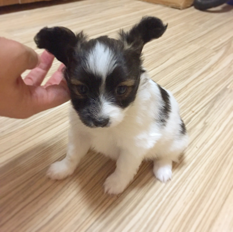 f:id:bass-inu:20170925190610j:plain f:id:bass-inu:20170925190610j:plain