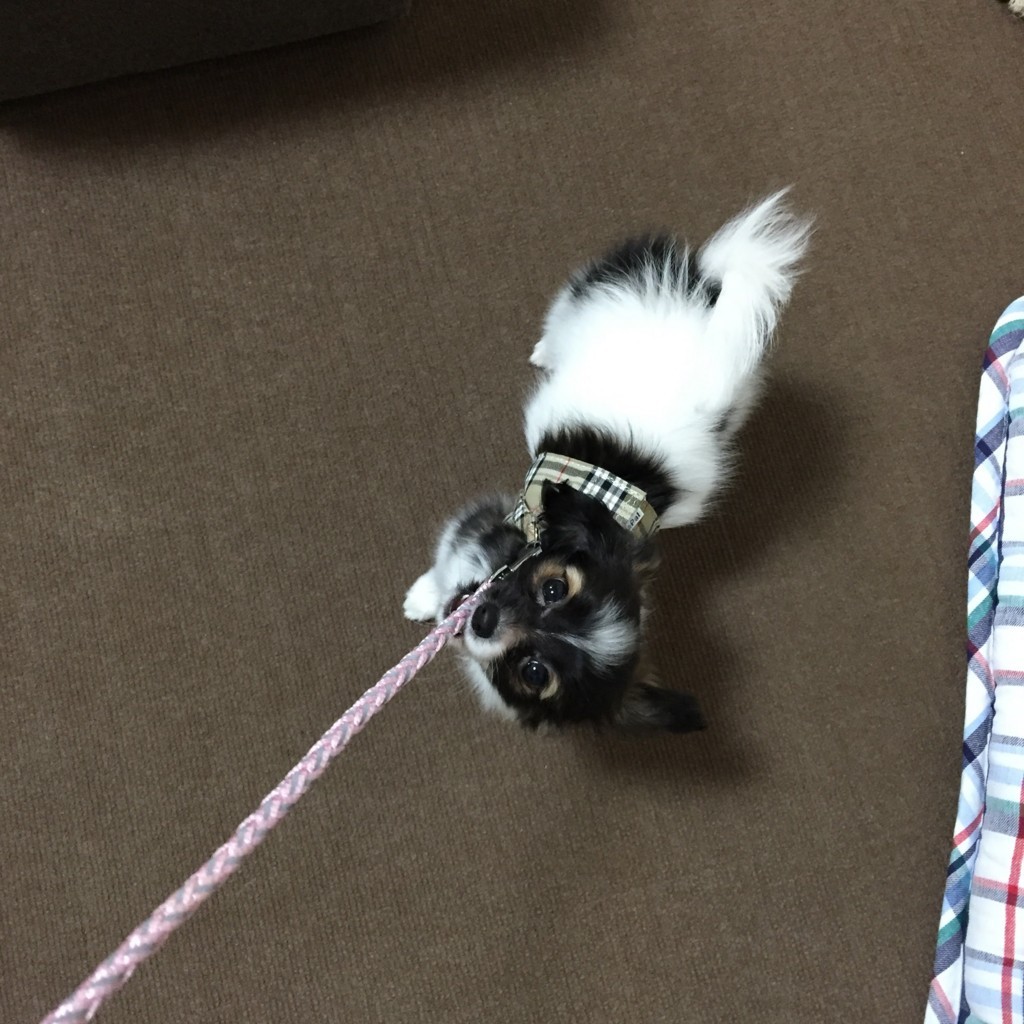 f:id:bass-inu:20171110205553j:plain f:id:bass-inu:20171110205553j:plain