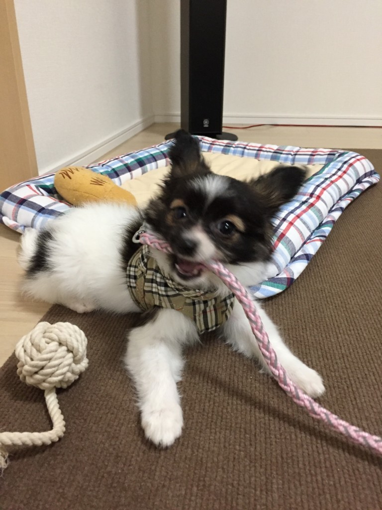 f:id:bass-inu:20171110205823j:plain f:id:bass-inu:20171110205823j:plain