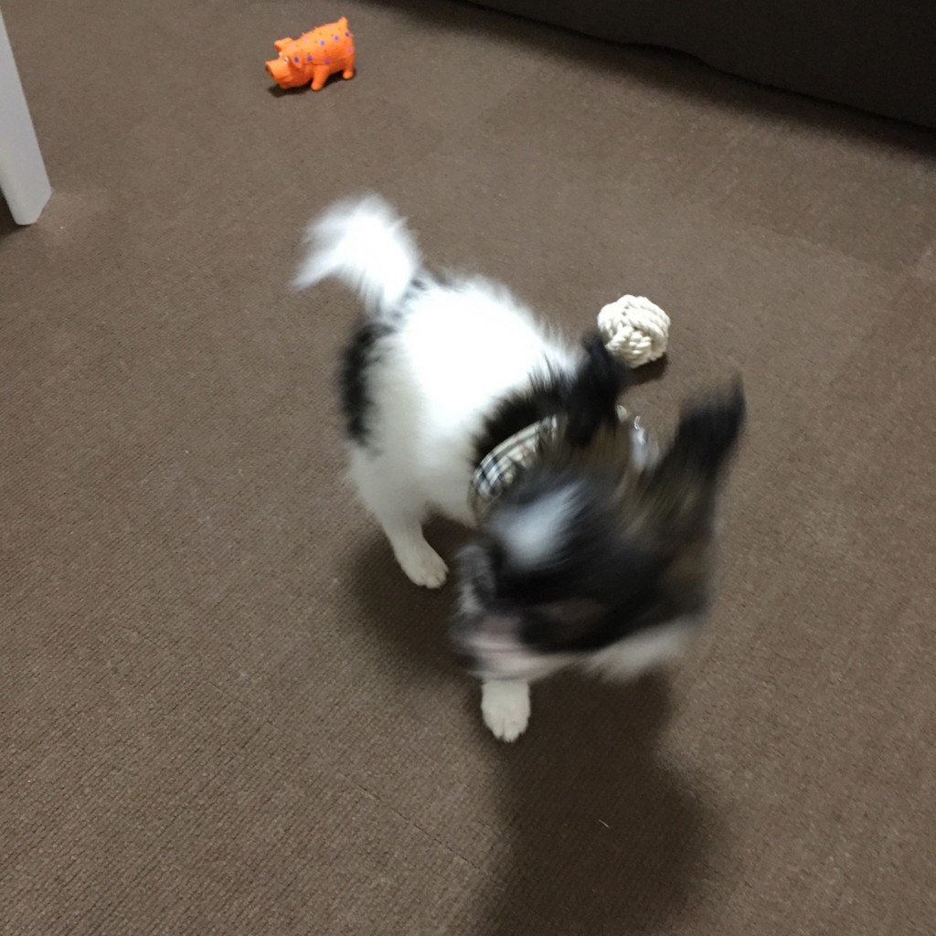 f:id:bass-inu:20171110210208j:plain f:id:bass-inu:20171110210208j:plain