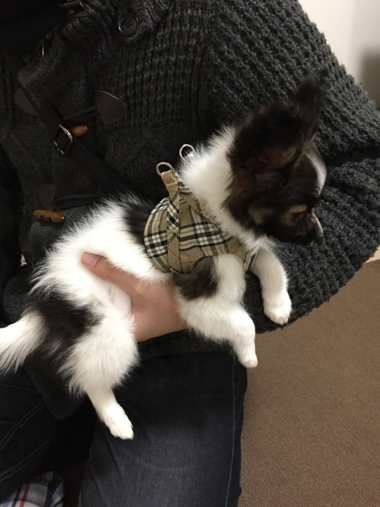 f:id:bass-inu:20171110210425j:plain f:id:bass-inu:20171110210425j:plain