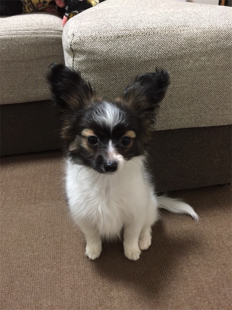 f:id:bass-inu:20171128011321j:image f:id:bass-inu:20171128011321j:image