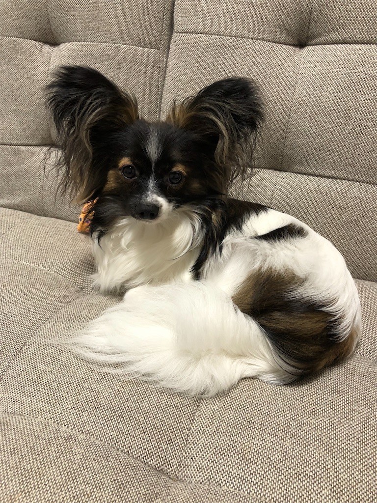 f:id:bass-inu:20180627010131j:image f:id:bass-inu:20180627010131j:image