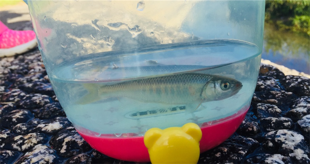 f:id:basserinyodoriver:20191105181038j:image f:id:basserinyodoriver:20191105181038j:image