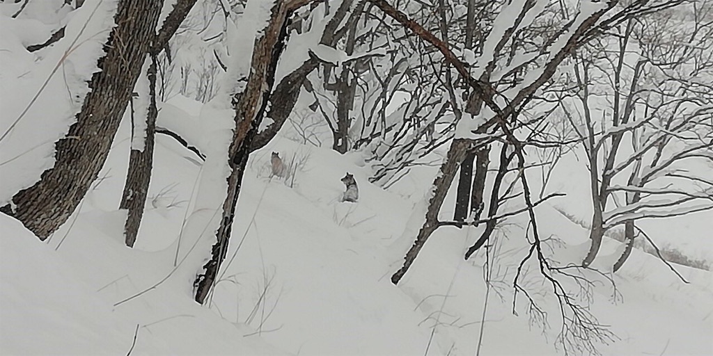 f:id:basserinyodoriver:20200306075138j:image f:id:basserinyodoriver:20200306075138j:image