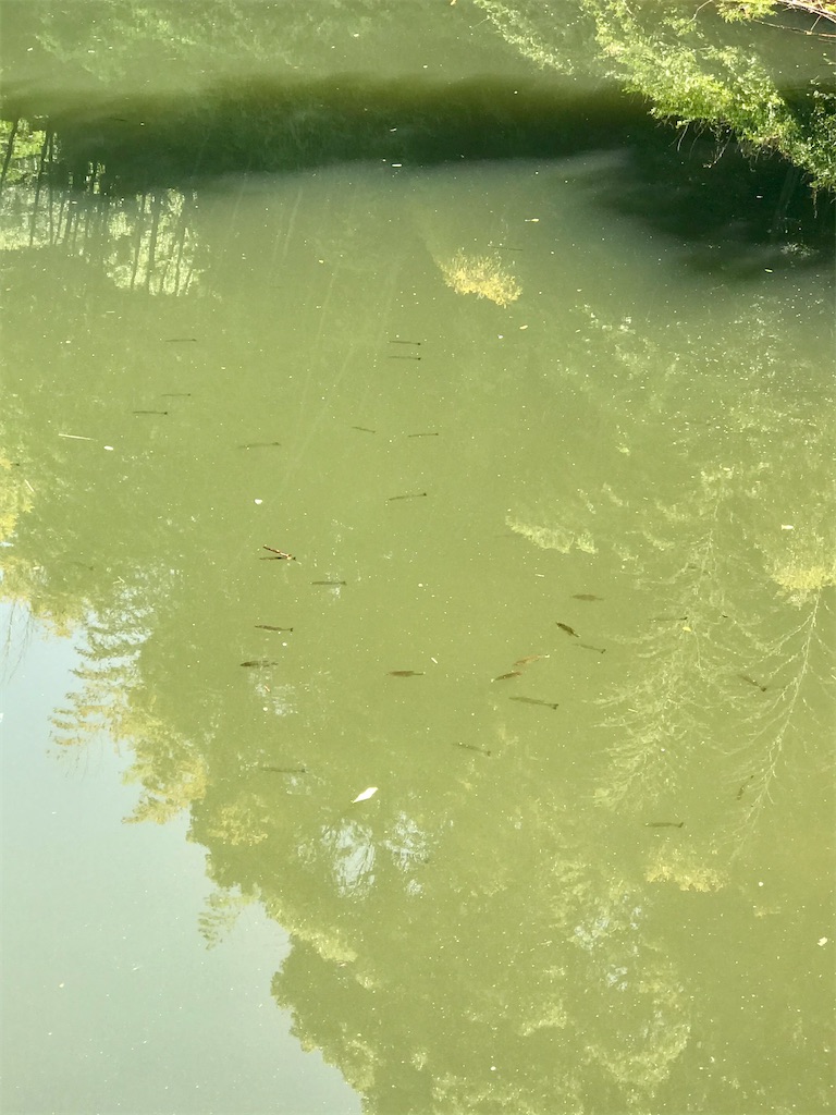 f:id:bassfishingfishing:20210530223003j:image f:id:bassfishingfishing:20210530223003j:image