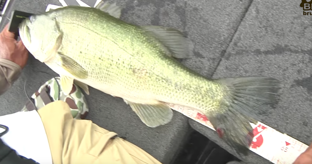 f:id:basssoku:20170705165654p:plain