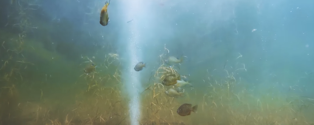 f:id:basssoku:20170710002227p:plain f:id:basssoku:20170710002227p:plain