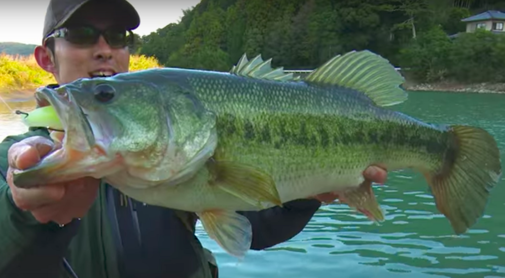 f:id:basssoku:20171109162518p:plain