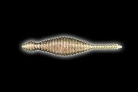 f:id:basssoku:20171218202607j:plain