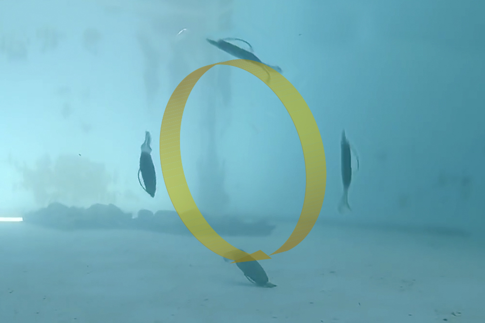 f:id:basssoku:20180710004928j:plain