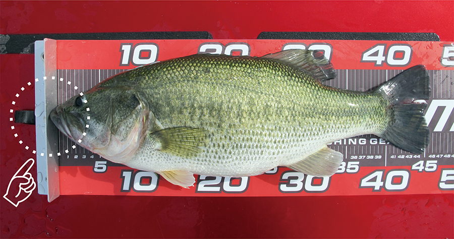 f:id:basssoku:20190905084914j:plain