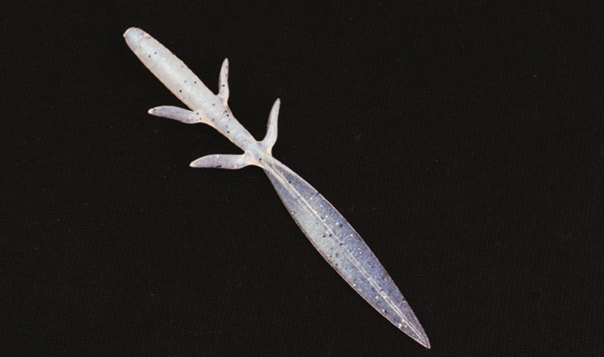 f:id:basssoku:20200321055446p:plain