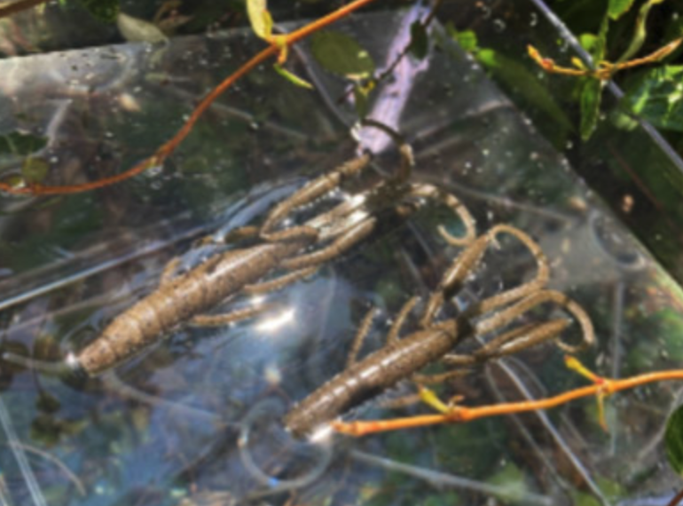 f:id:basssoku:20200424023741p:plain