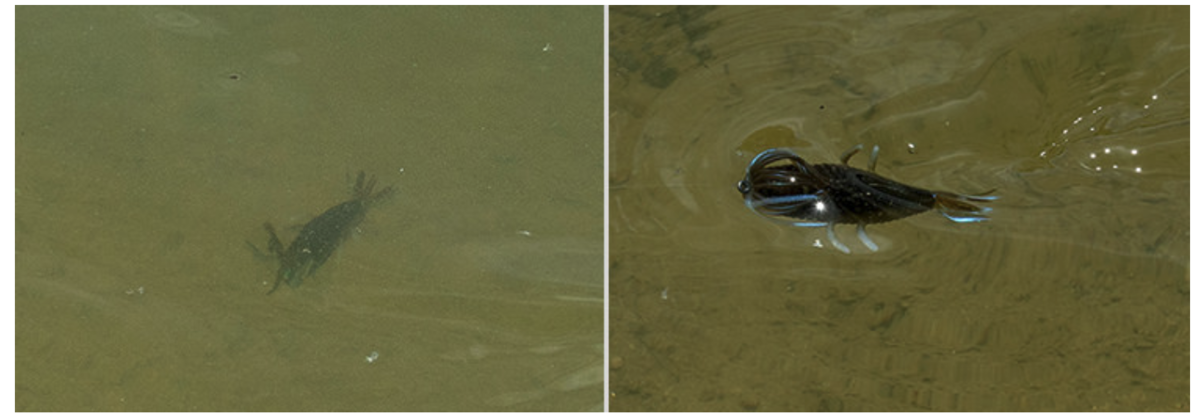 f:id:basssoku:20210907183128p:plain