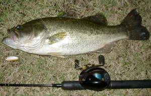 f:id:basssoku:20211217035853j:plain