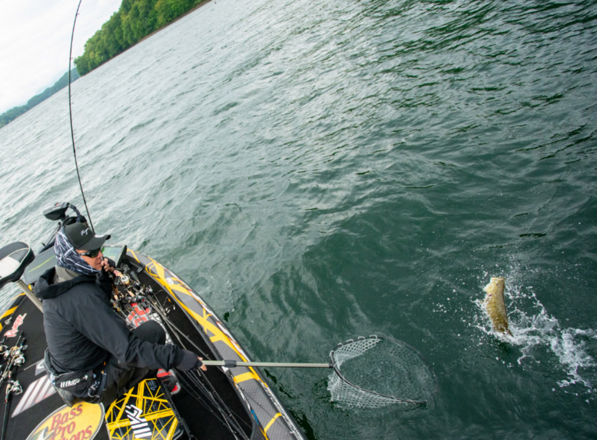 ハドルスイマー、ハドルファットフライ、フィッシュフライ 12パック