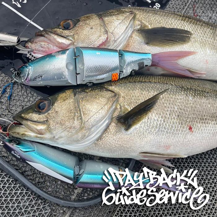 ビッグベイト ビッグベイトルアーセット ビッグベイトルアーセット new