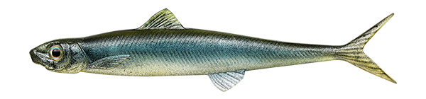 EVERGENNの釣れない時の最終兵器!瀕死のベイトを完全再現「ラストエース95F」