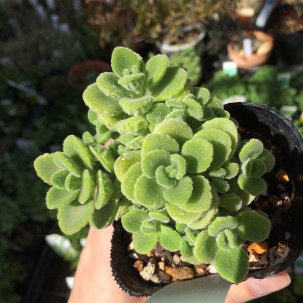 f:id:bat_warmer:20180326213427j:image