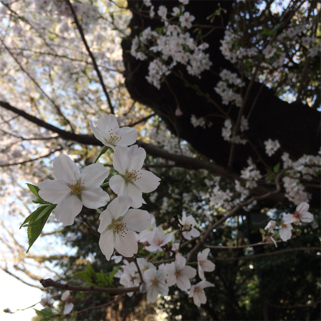 f:id:bat_warmer:20180328174600j:image