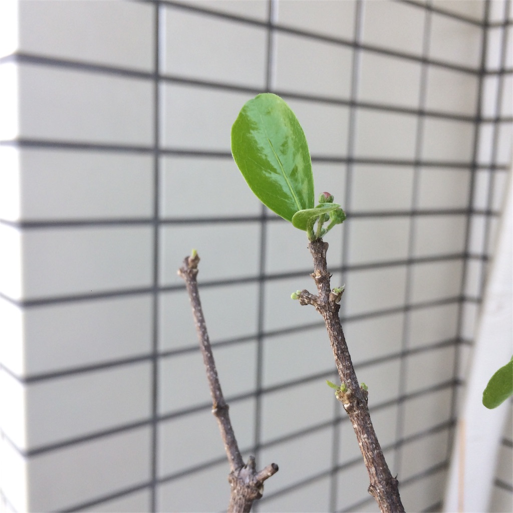 f:id:bat_warmer:20180429111858j:image