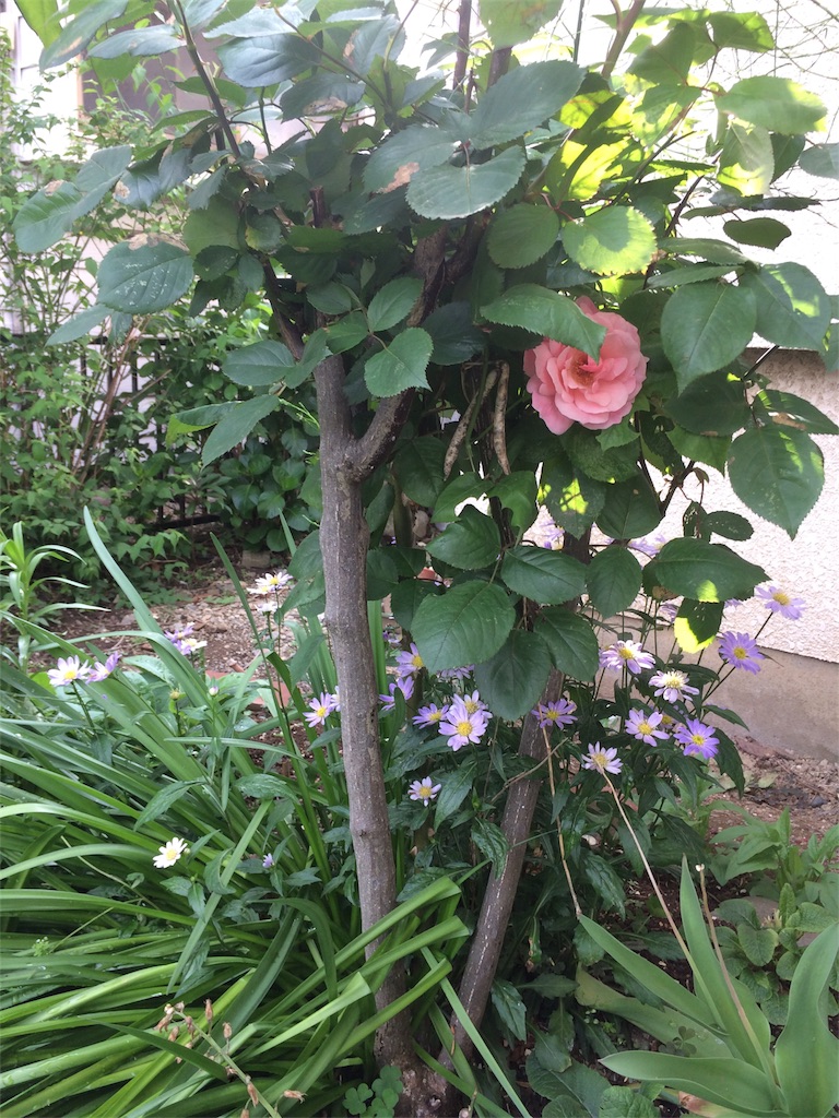 f:id:bat_warmer:20180503230747j:image
