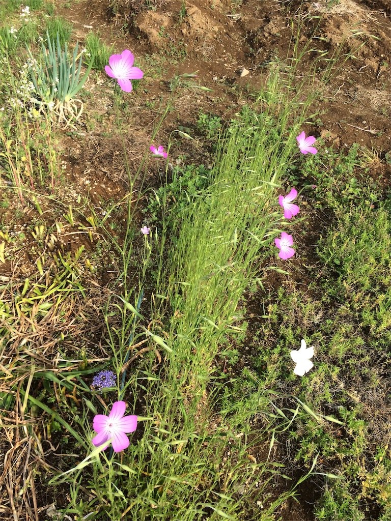 f:id:bat_warmer:20180503232542j:image