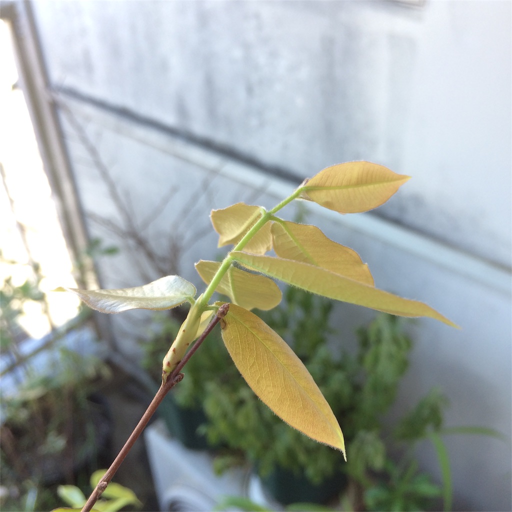 f:id:bat_warmer:20180630100430j:image