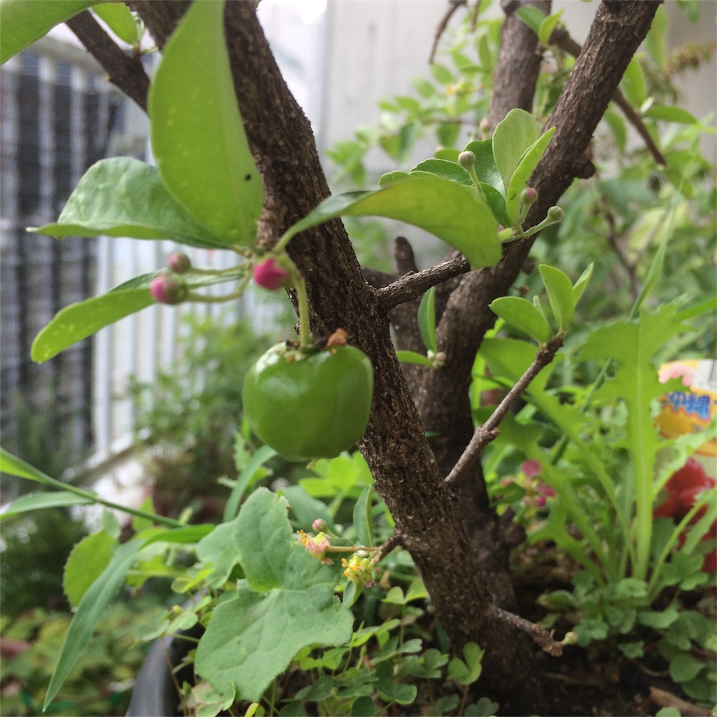 f:id:bat_warmer:20180708214811j:image
