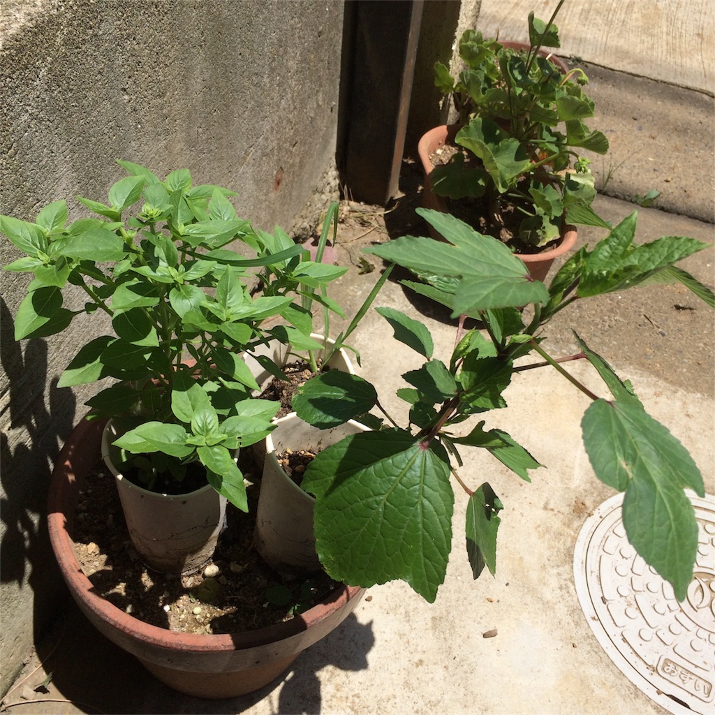 f:id:bat_warmer:20180715124837j:image