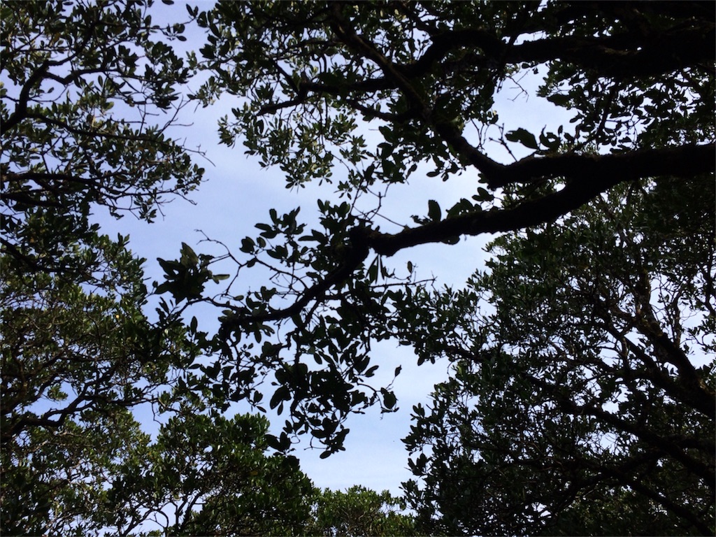 f:id:bat_warmer:20180924174701j:image