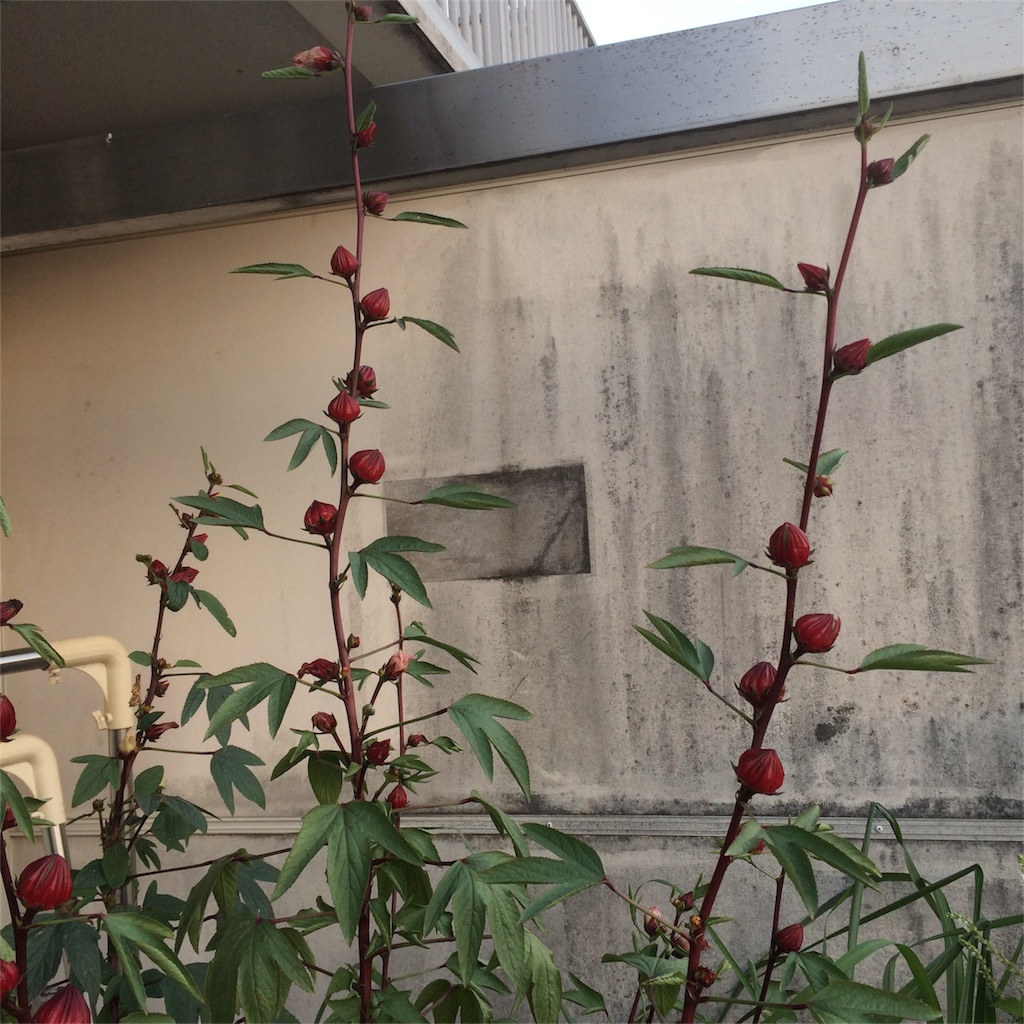 f:id:bat_warmer:20180930163430j:image