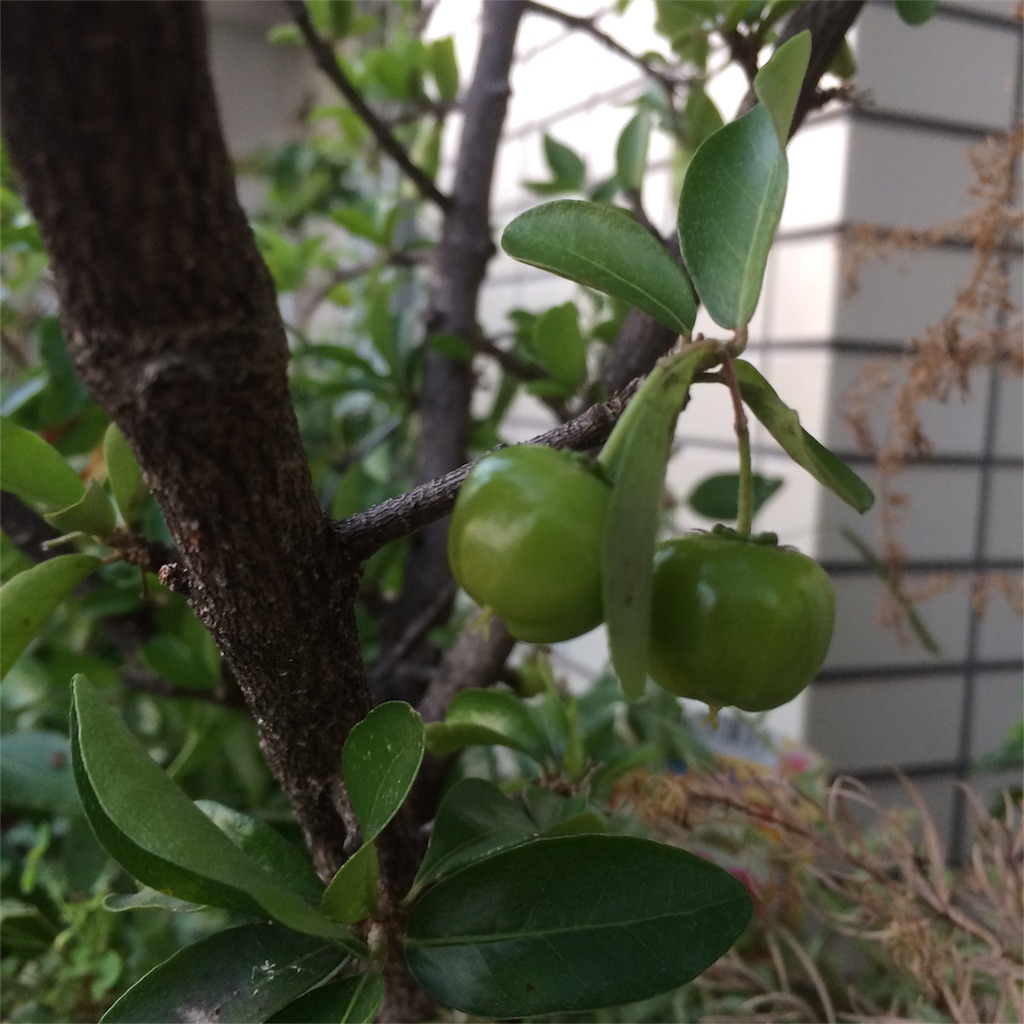 f:id:bat_warmer:20180930163633j:image