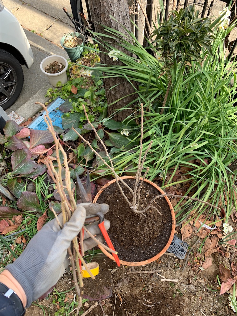 f:id:bat_warmer:20190210203133j:image