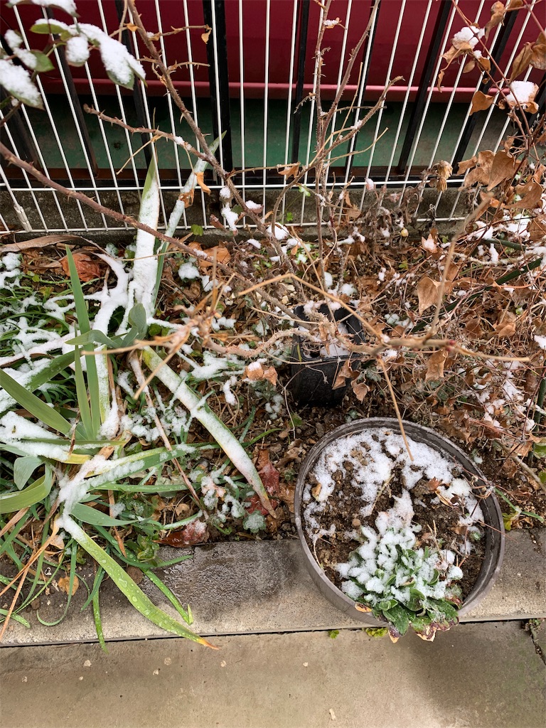 f:id:bat_warmer:20190210204149j:image