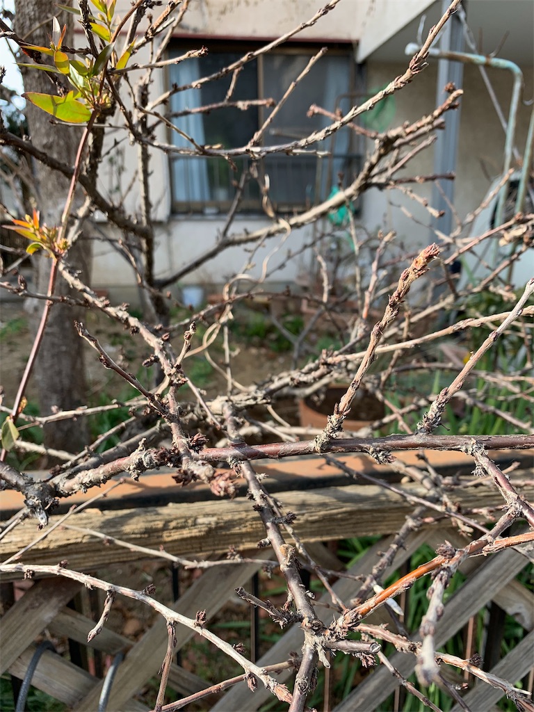 f:id:bat_warmer:20190210205313j:image