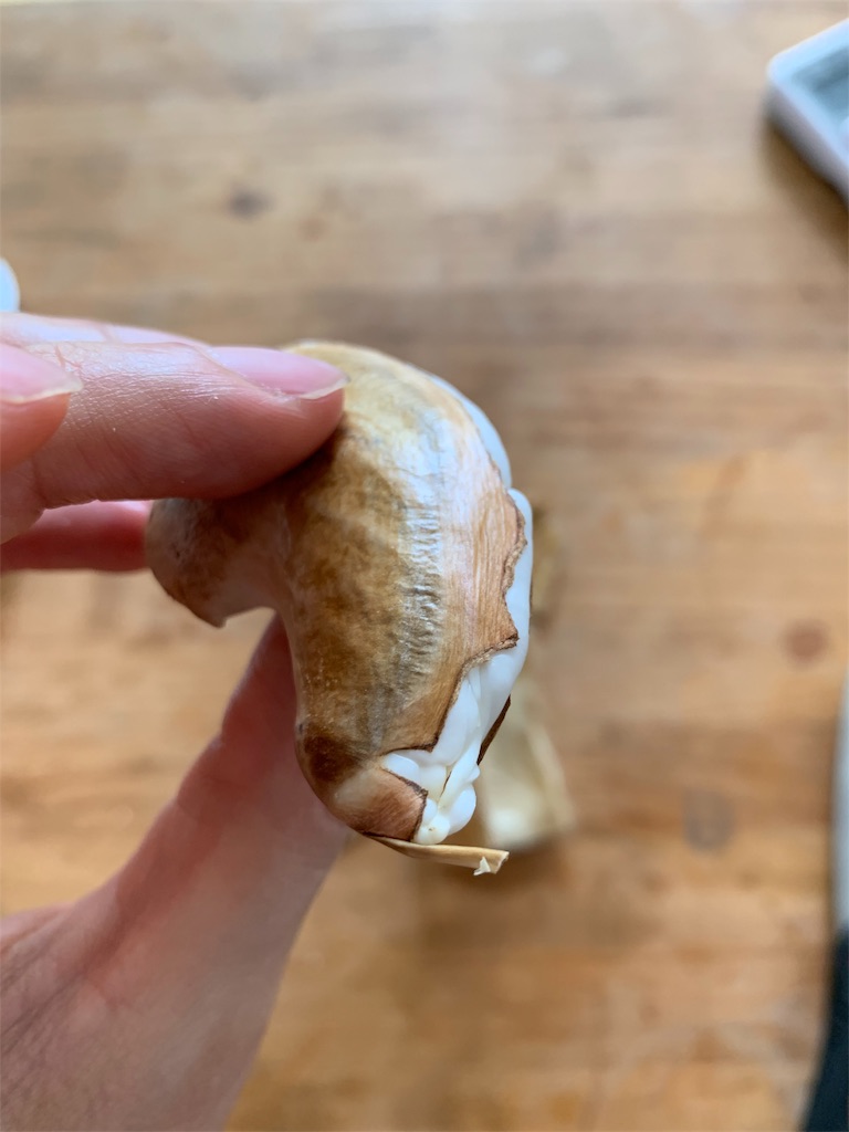 f:id:bat_warmer:20190519162156j:image