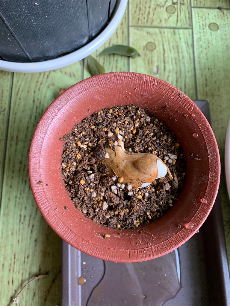 f:id:bat_warmer:20190519162216j:image