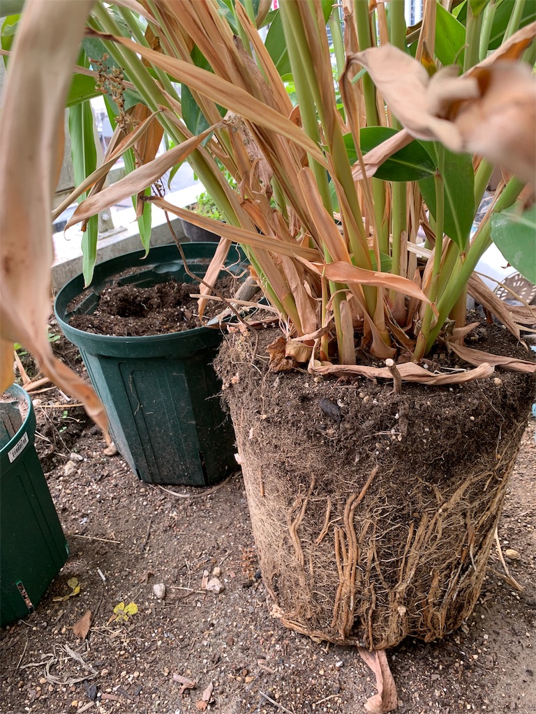 f:id:bat_warmer:20190525135232j:image