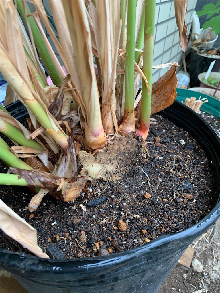 f:id:bat_warmer:20190525141646j:image
